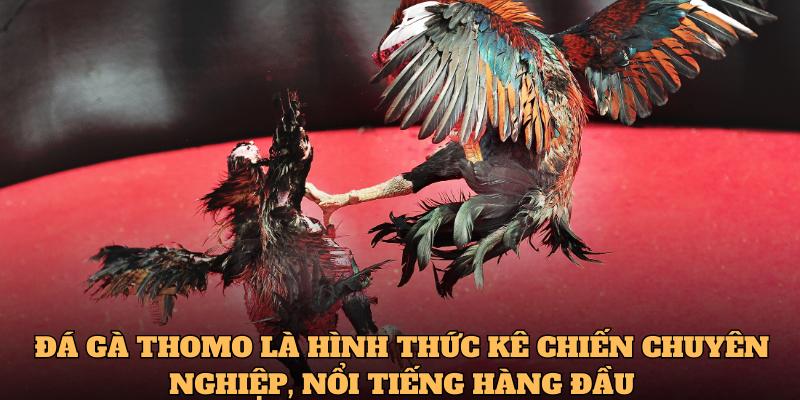 Đá Gà U888 2 Đá gà Thomo là hình thức kê chiến chuyên nghiệp, nổi tiếng hàng đầu