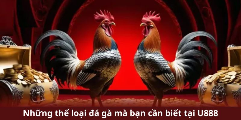 Đá Gà Online - Nơi Hội Tụ Trận Đấu Gay Cấn, Thưởng Cực Lớn 2 Những thể loại đá gà mà bạn cần biết tại U888