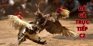 Các chú chiến kê bằng hạng sẽ tham gia đối đầu nhau trên sới