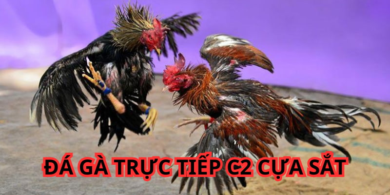 Đá Gà Trực Tiếp C2 - Cá Cược Giải Đấu Chọi Kê Đẳng Cấp 2 Chọi kê cựa sắt là loại hình phổ biến trong giải chọi C2