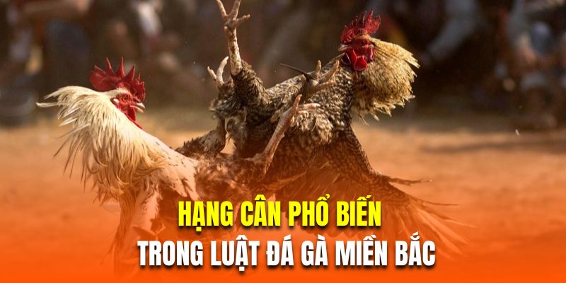 Luật Đá Gà Miền Bắc| Hướng Dẫn Chi Tiết Dành Cho Người Mới 3 Hạng cân phổ biến trong luật đá gà miền Bắc