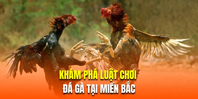 Luật Đá Gà Miền Bắc| Hướng Dẫn Chi Tiết Dành Cho Người Mới 2 Khám phá luật chơi đá gà tại miền Bắc