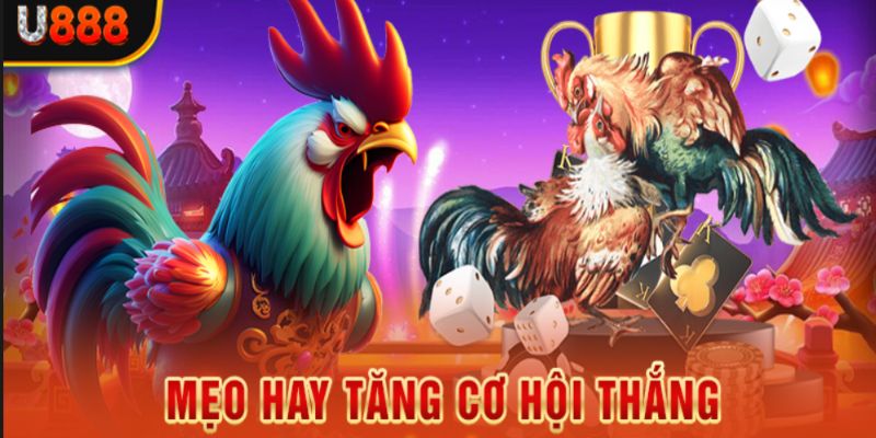 U888 - Sân Chơi Đá Gà Cựa Dao Philippines xanh chín, chất lượng 3 Mẹo chơi đá gà cựa dao Philippines U888 trăm trận trăm thắng