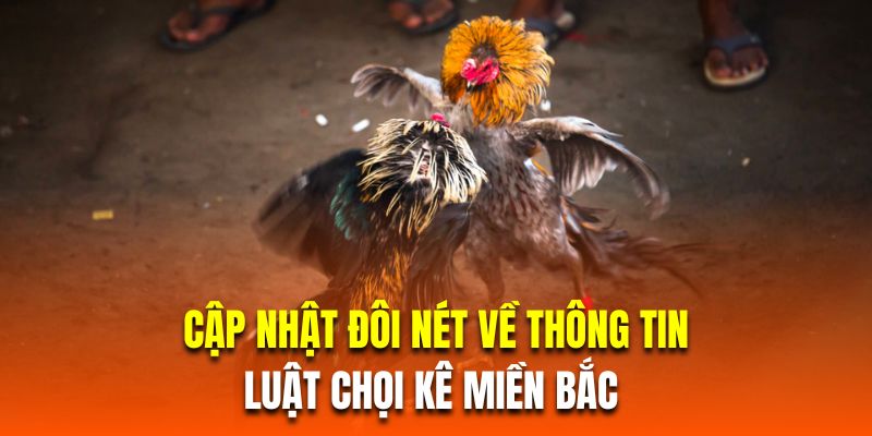 Cập nhật đôi nét về thông tin của luật chọi kê miền Bắc