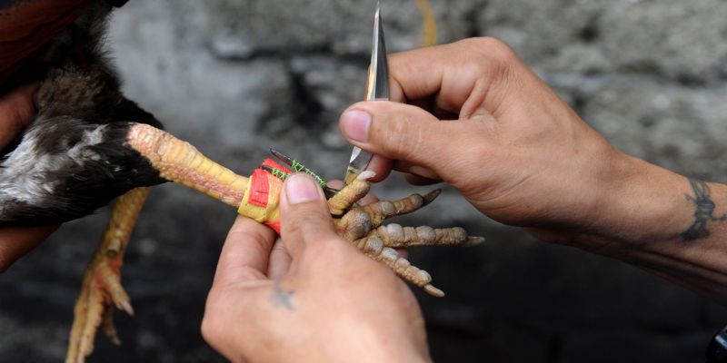 Trực Tiếp Đá Gà Tre Mỹ Mới Nhất - Xem Ngay Tại U888 2 Trang bị cựa chuyên dụng biến mỗi chiến kê thành một đấu sĩ thực thụ